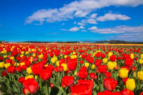 De lente