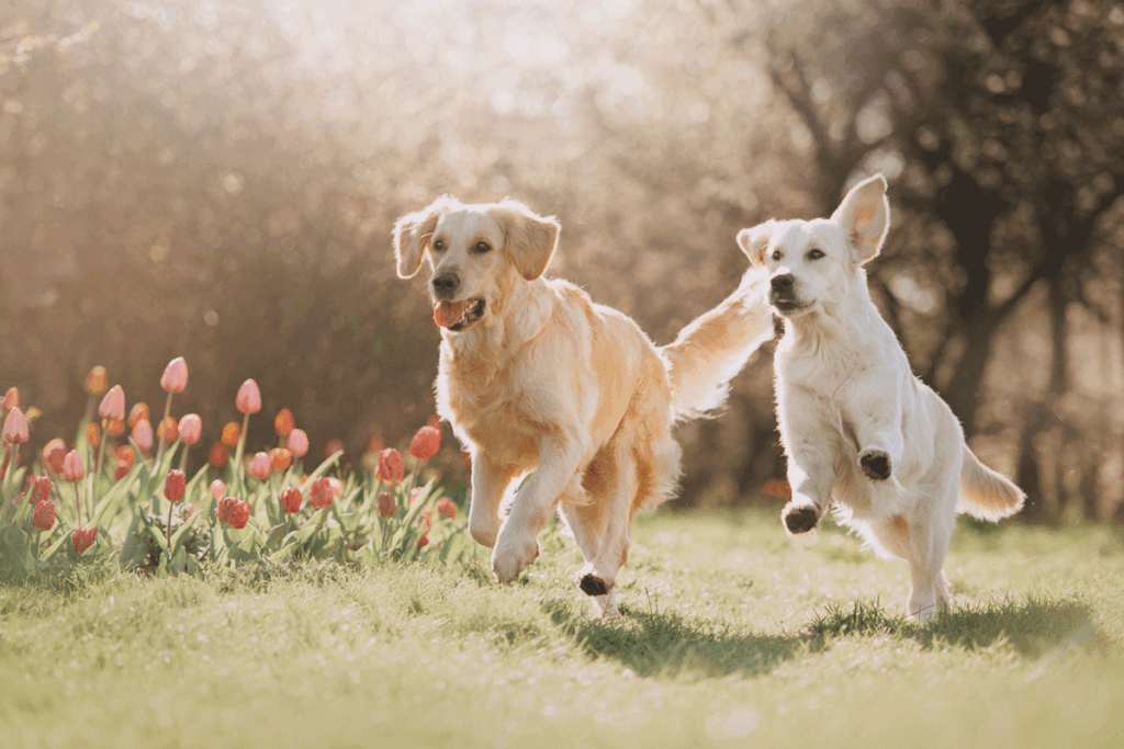 Een hond in huis nemen: waar je op moet letten