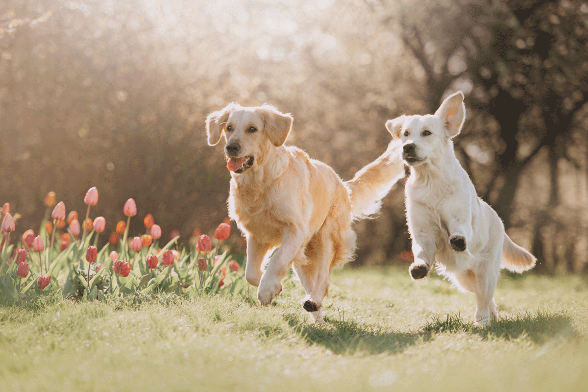 Een hond in huis nemen: waar je op moet letten