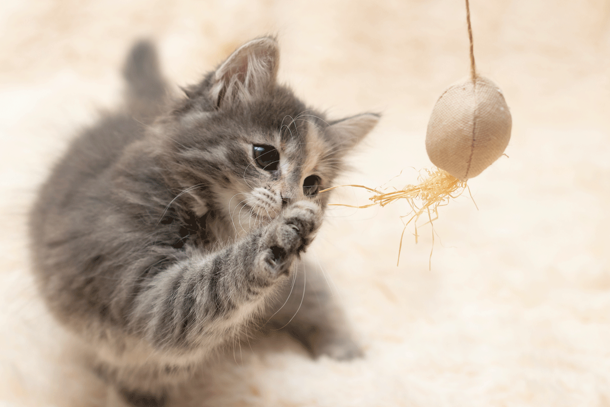 De 10 meest grappige eigenschappen van katten